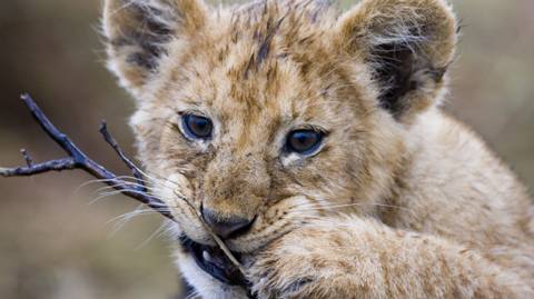 Kenya Self-guided Tours: Maasai Mara Luxury Safari
