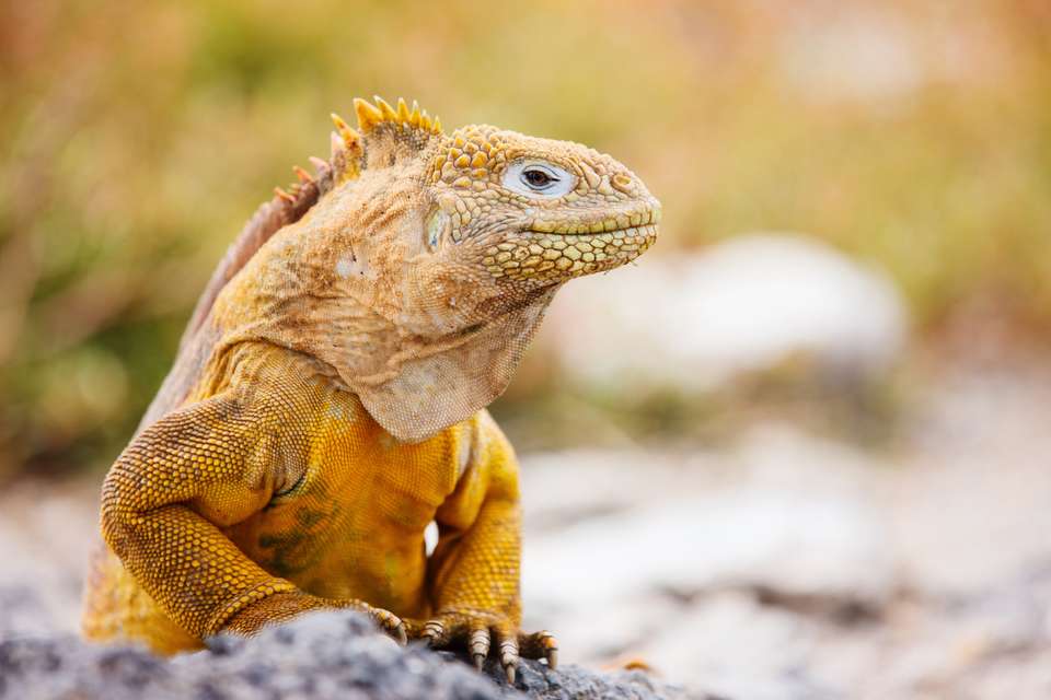 Machu Picchu & Galapagos - Exodus Adventure Travels - Peru - Image 1