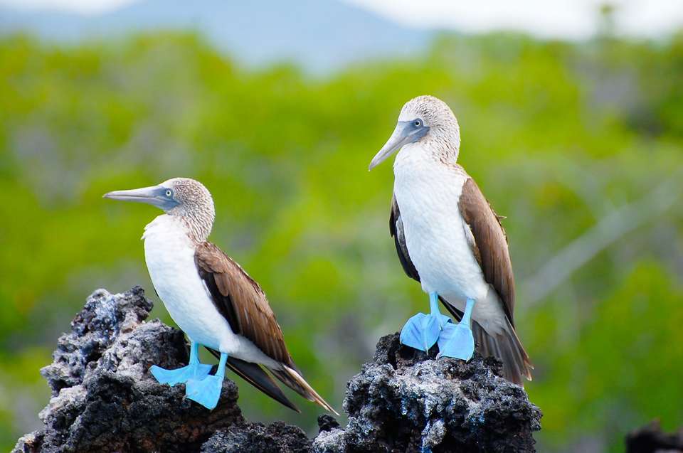 Machu Picchu & Galapagos - Exodus Adventure Travels - Peru - Image 15