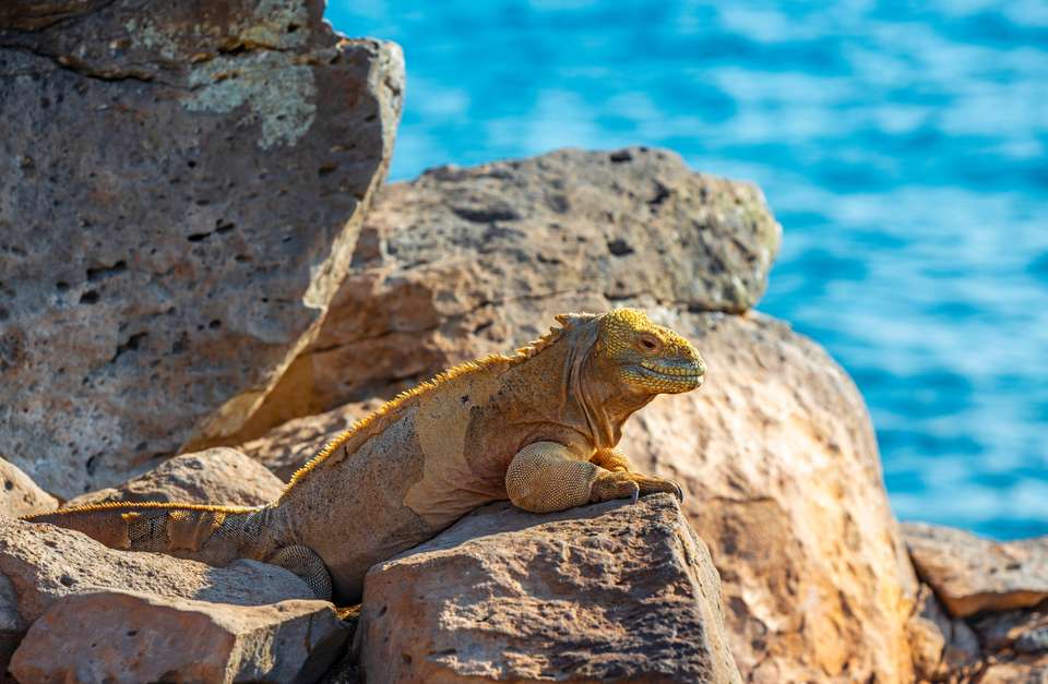 Machu Picchu & Galapagos - Exodus Adventure Travels - Peru - Image 9