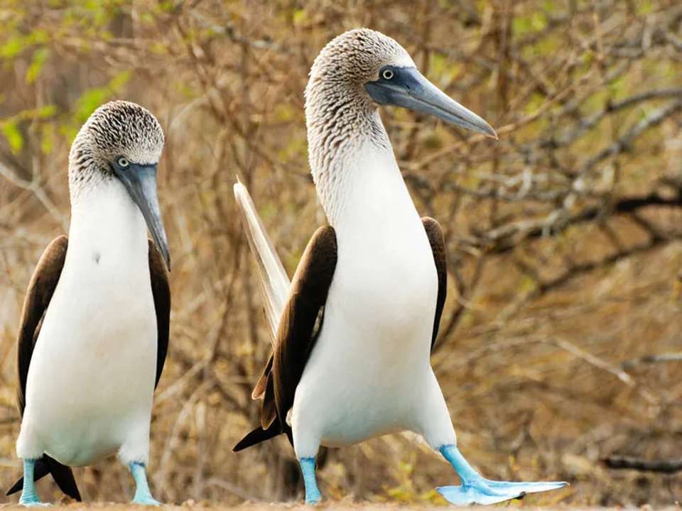 Machu Picchu and Galapagos - undefined - Image 16