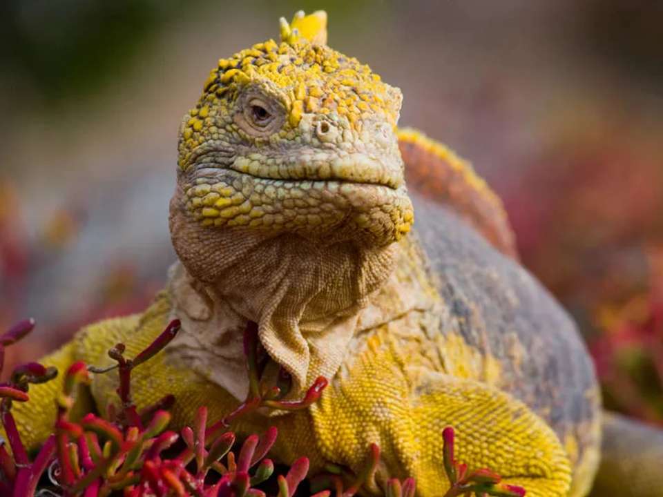 Machu Picchu and Galapagos - undefined - Image 11
