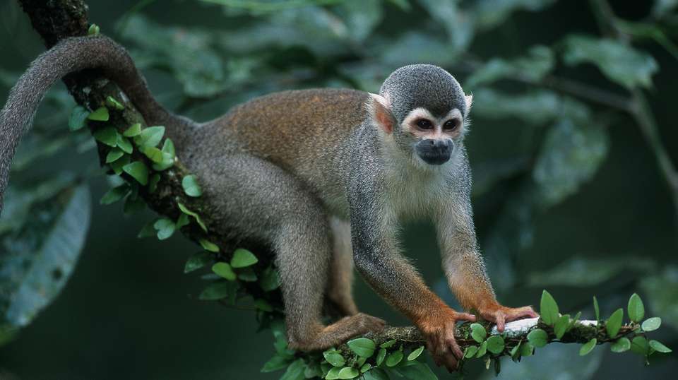 Machu Picchu and The Amazon - Peru Best Tours - Peru - Image 4