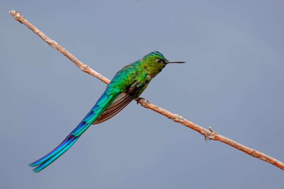 Machu Picchu Birding Tour from Ollantaytambo - Tangol Tours - Peru - Image 3