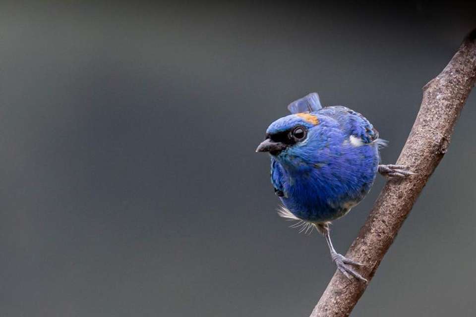 Machu Picchu Birding Tour from Ollantaytambo - Tangol Tours - Peru - Image 5