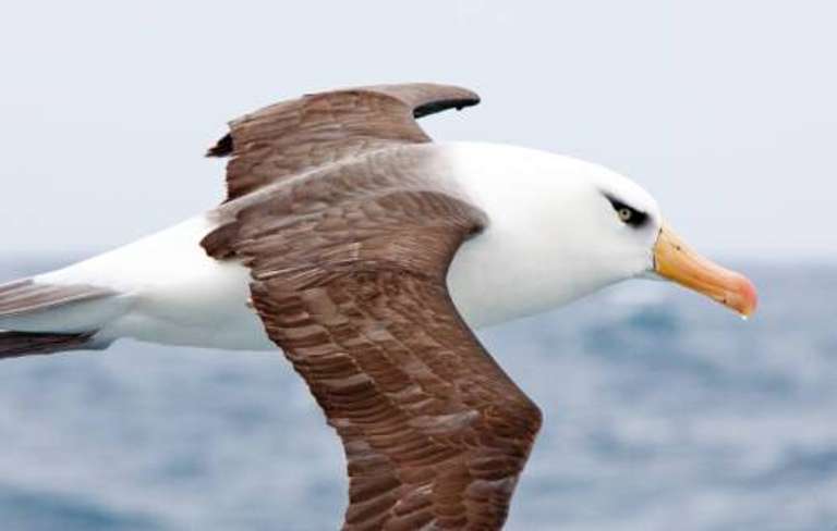 Macquarie Island Adventure - Galapagos of the Southern Ocean trip - alternative tour available