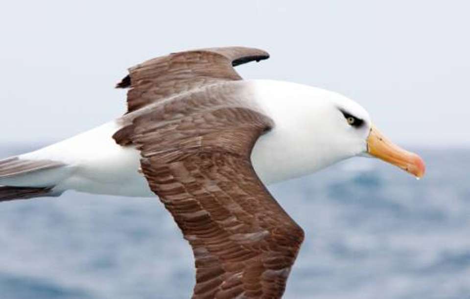 Macquarie Island Adventure - Galapagos of the Southern Ocean - undefined - Image 1