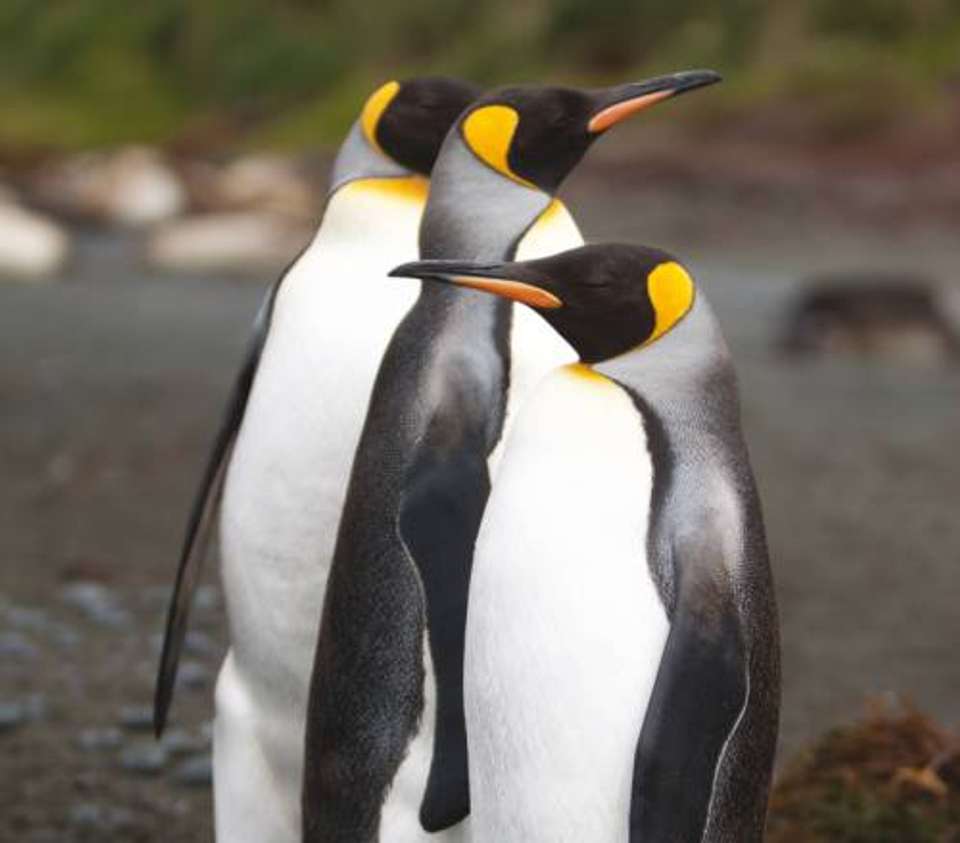 Macquarie Island Adventure - Galapagos of the Southern Ocean - undefined - Image 2