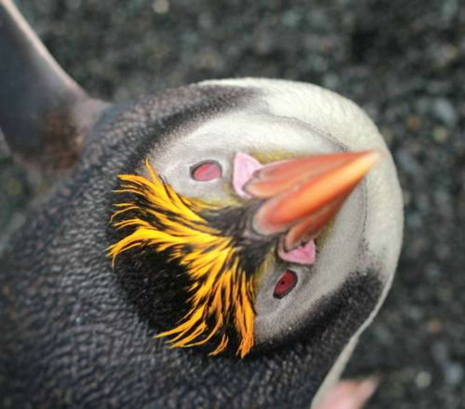 Macquarie Island Adventure - Galapagos of the Southern Ocean - undefined - Image 5
