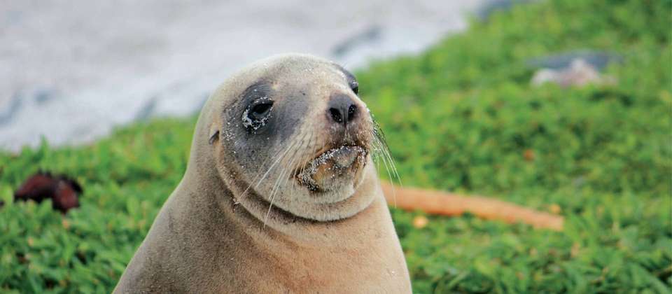Macquarie Island Adventure - Galapagos of the Southern Ocean - undefined - Image 6