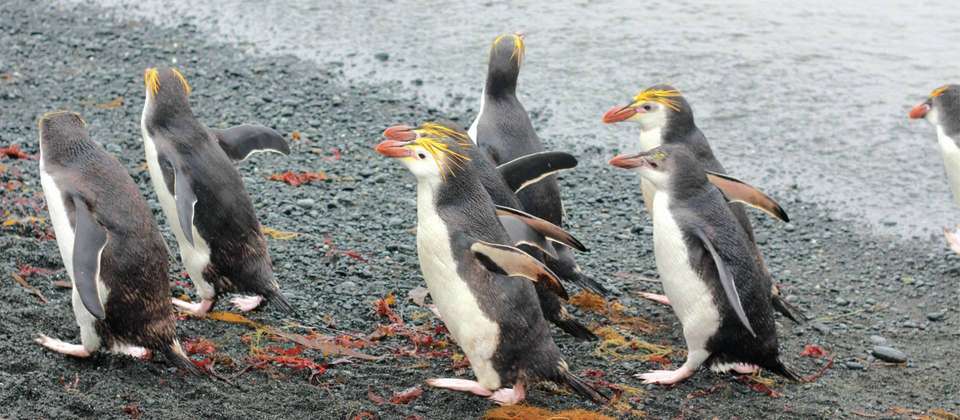 Macquarie Island Adventure - Galapagos of the Southern Ocean - undefined - Image 7