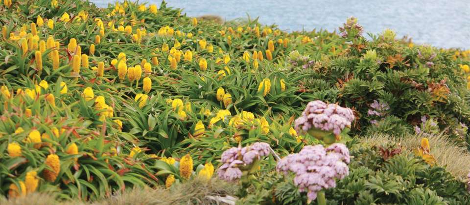 Macquarie Island Adventure - Galapagos of the Southern Ocean - undefined - Image 8