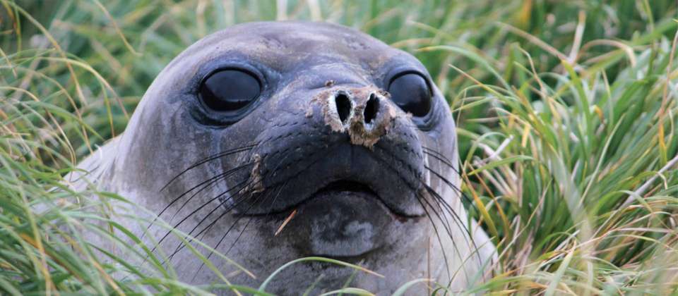 Macquarie Island Adventure - Galapagos of the Southern Ocean - undefined - Image 9