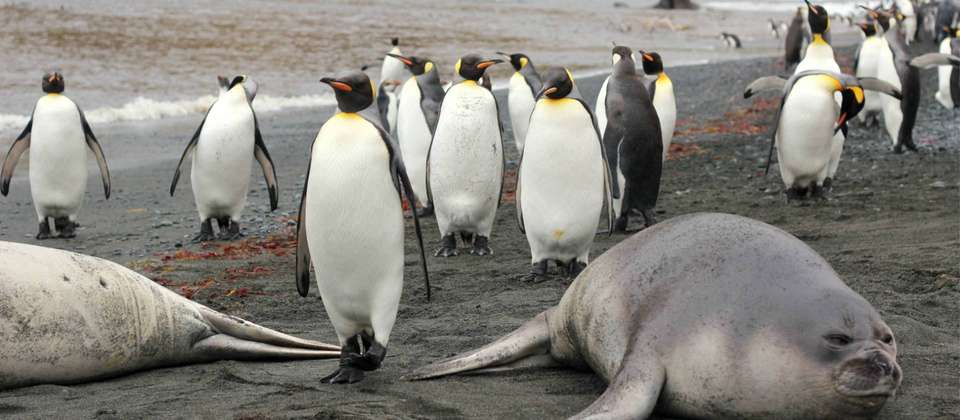 Macquarie Island Adventure - Galapagos of the Southern Ocean - undefined - Image 10