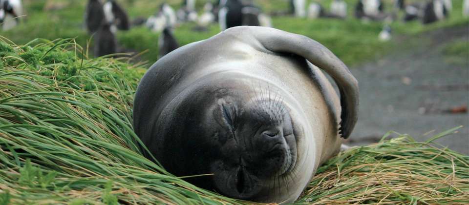 Macquarie Island Adventure - Galapagos of the Southern Ocean - undefined - Image 12