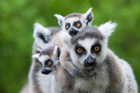 Solo Trips: Madagascan Discoverer
