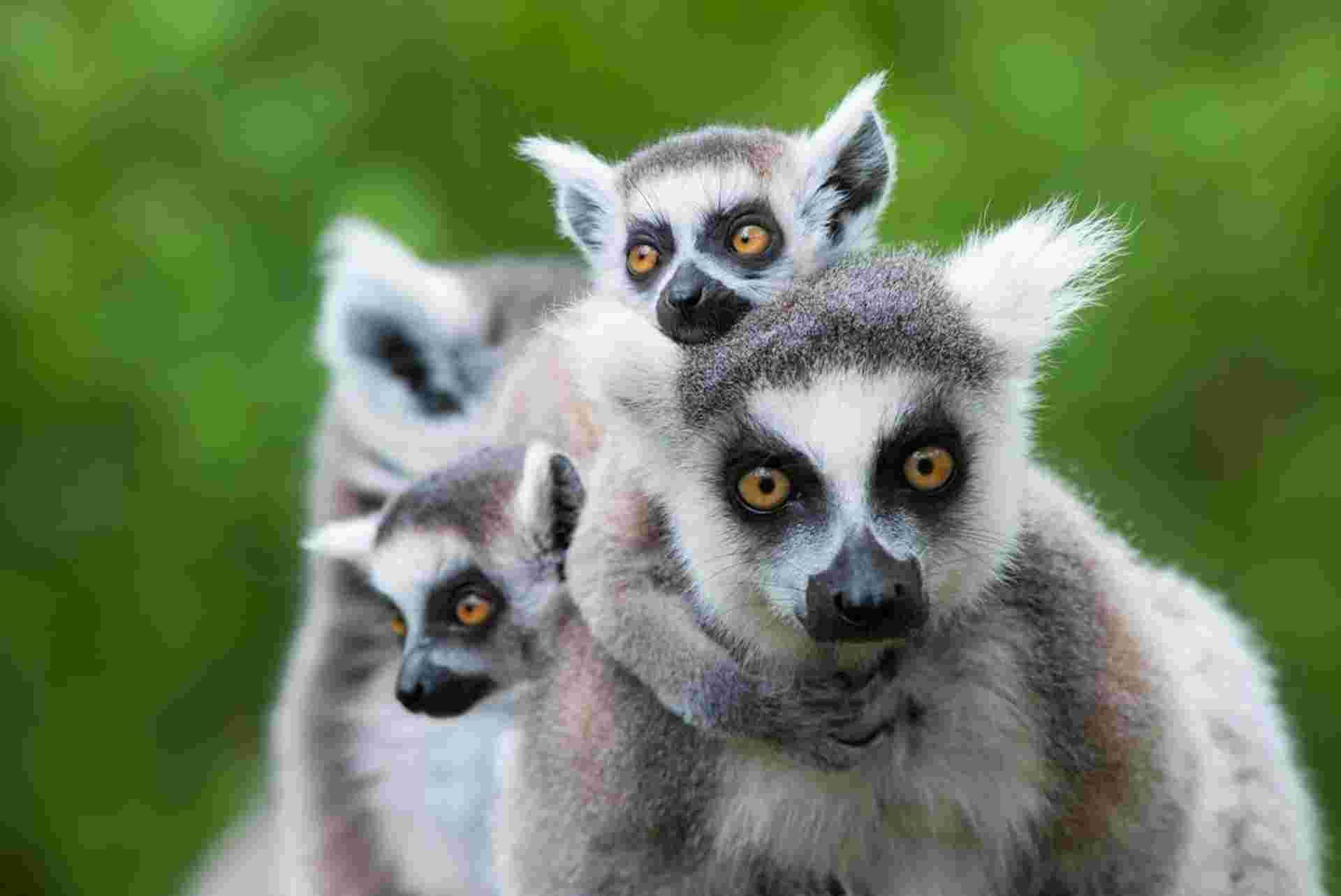 Madagascar Adventure