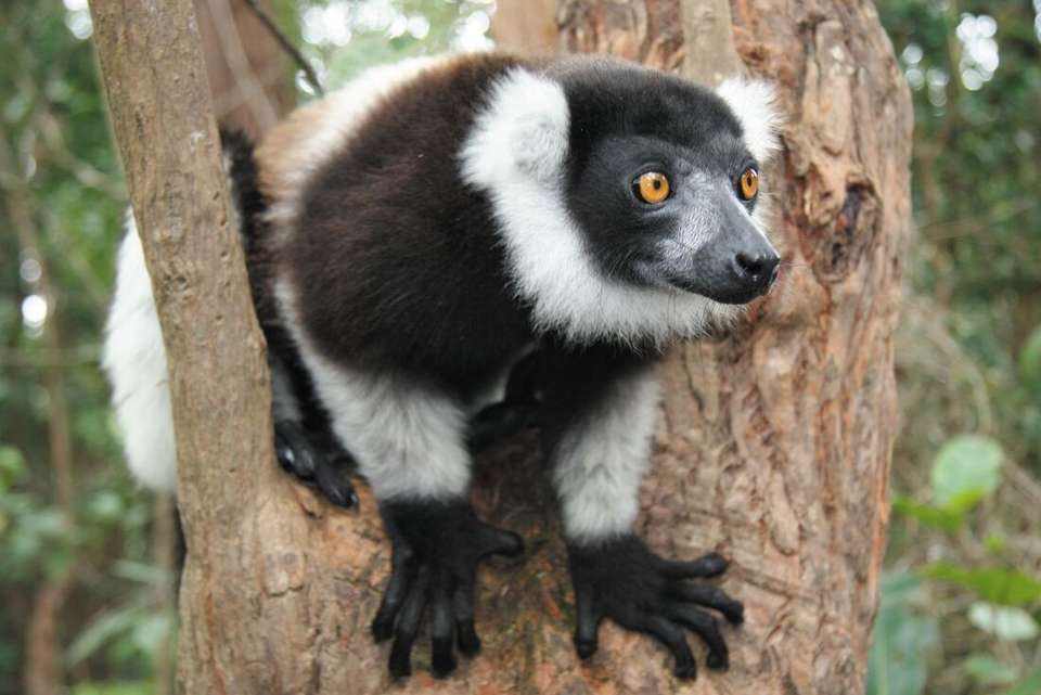 Madagascar Adventure - Intrepid Travel - Madagascar