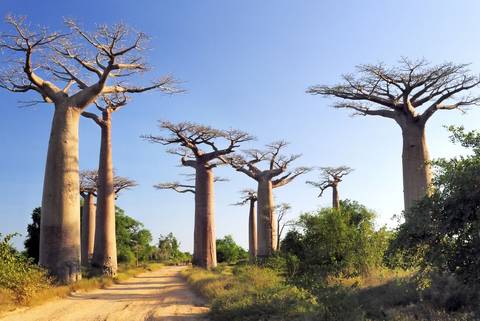 Wildlife Tour: Madagascar Baobabs & Beyond