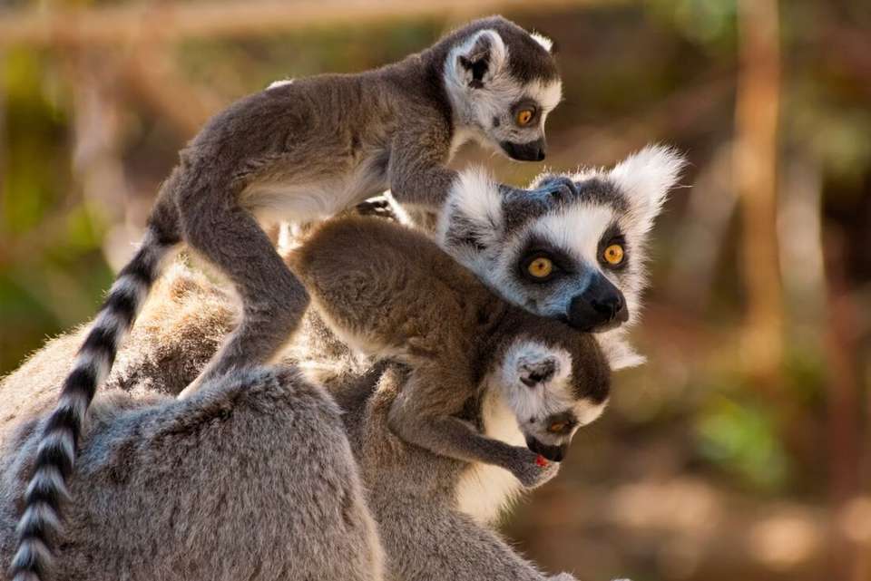 Madagascar Baobabs & Beyond - Intrepid Travel - Madagascar - Image 5