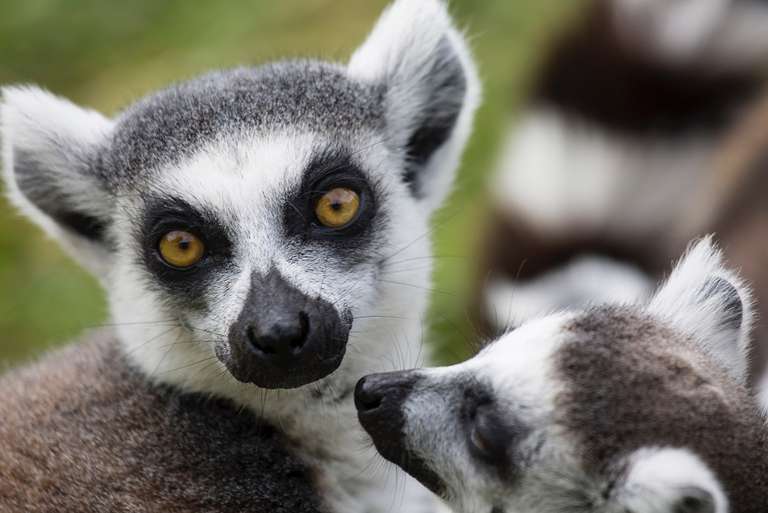 Madagascar in Depth trip - alternative tour available