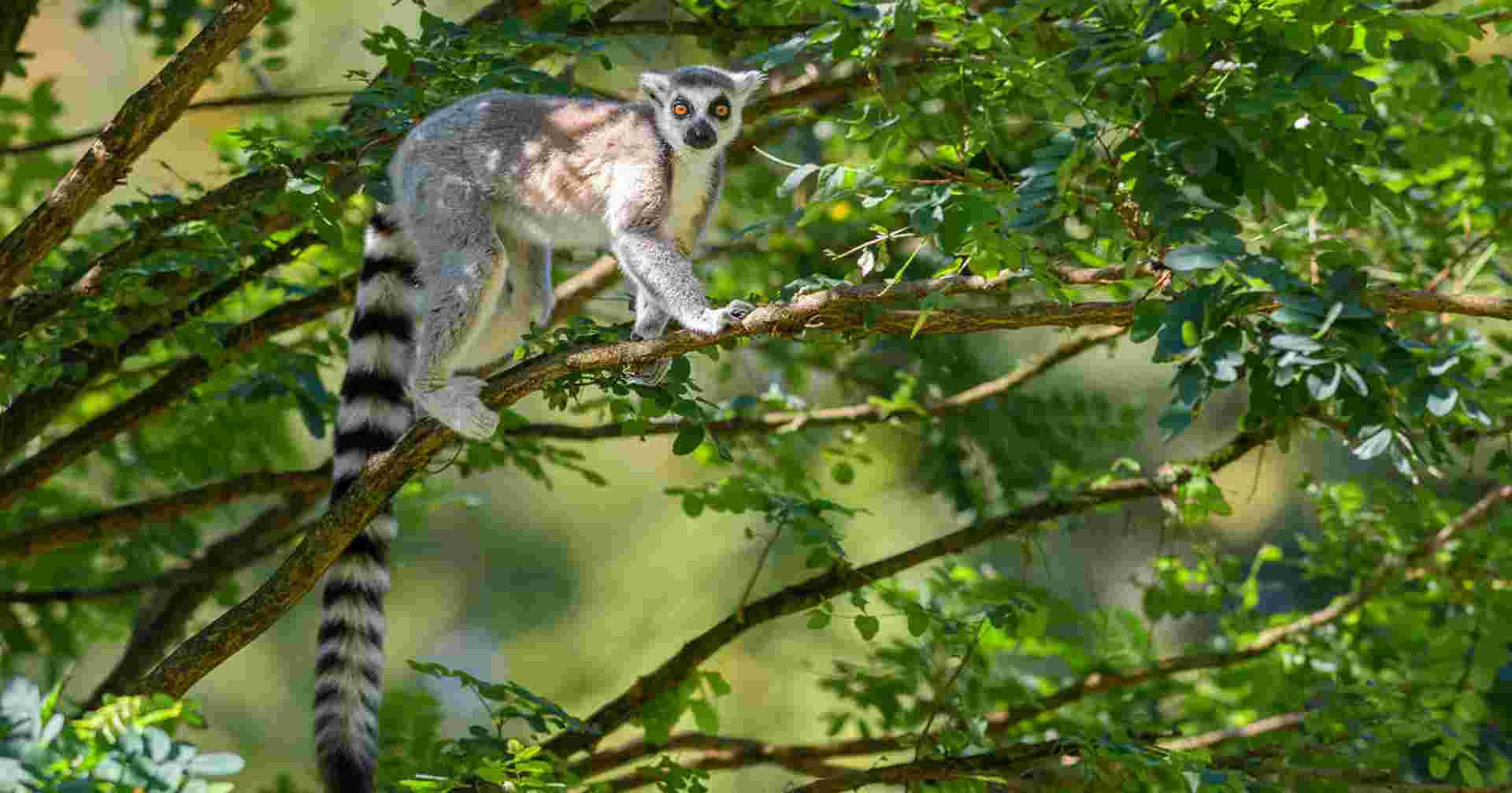 Madagascar: The Lost Continent
