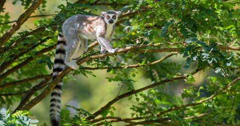Madagascar: The Lost Continent