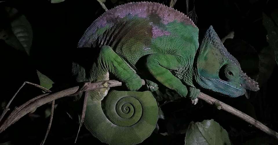 Madagascar: The Lost Continent - undefined - Image 2