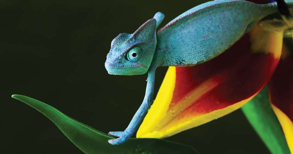 Madagascar: The Lost Continent - undefined - Image 4