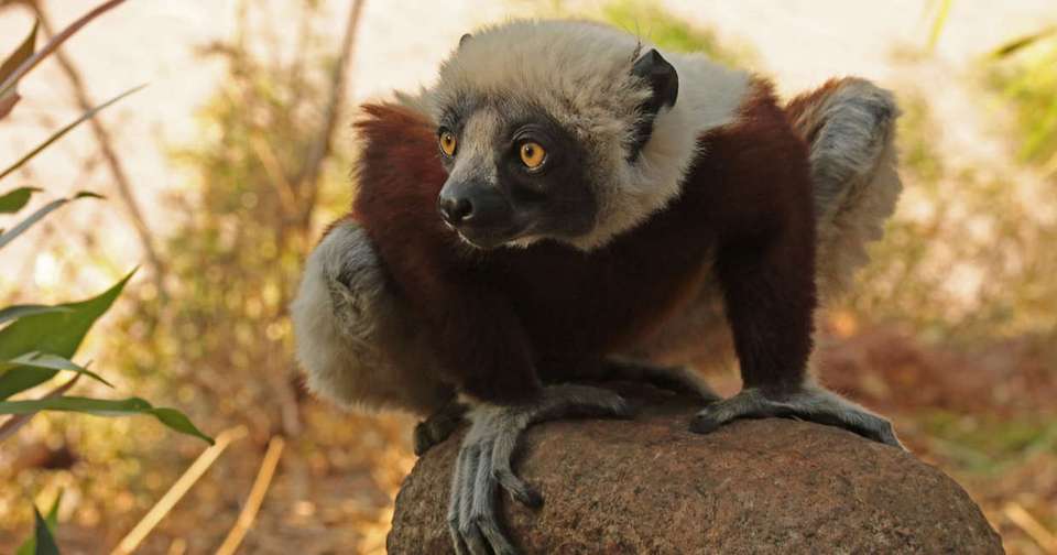 Madagascar: The Lost Continent - undefined - Image 5