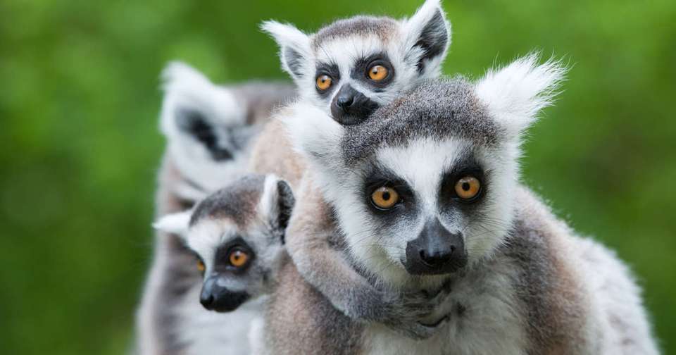 Madagascar: The Lost Continent - undefined - Image 9