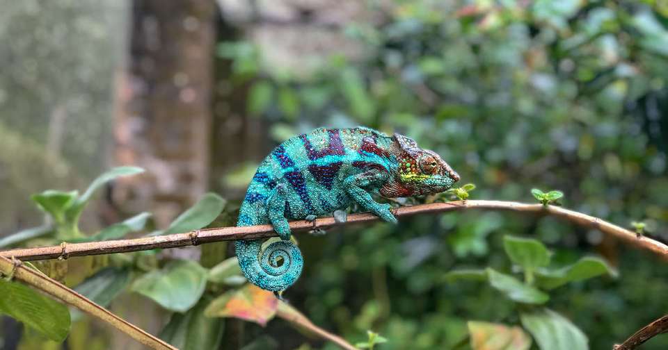 Madagascar Wilderness Trek - Explore - Madagascar - Image 2