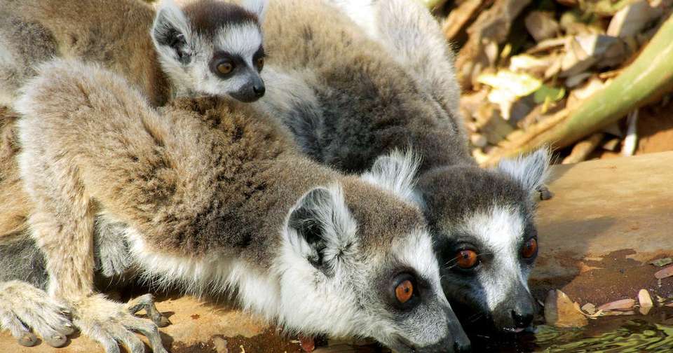 Madagascar Wilderness Trek - Explore - Madagascar - Image 6