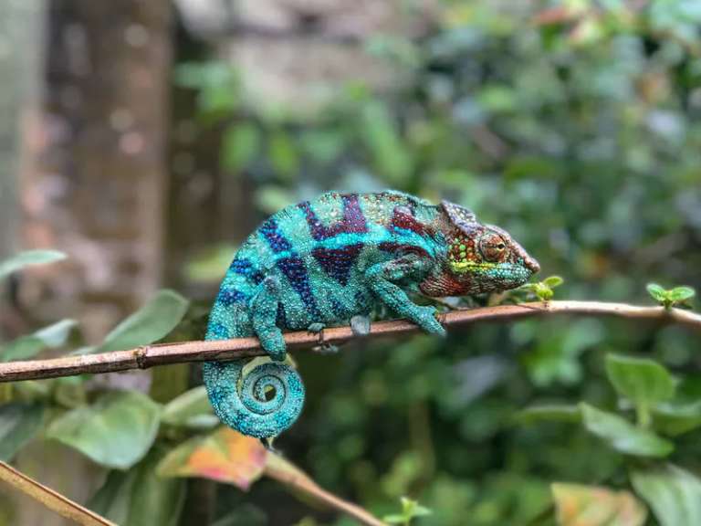 Madagascar Wilderness Trek trip - alternative tour available