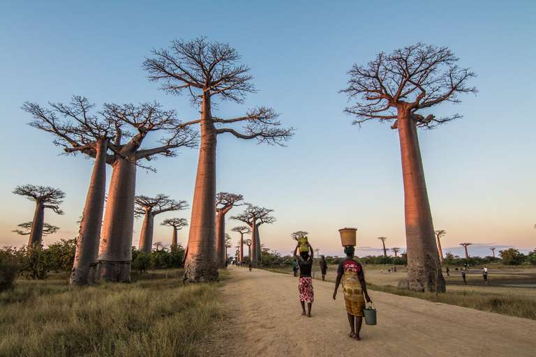 Madagascar Wildlife Adventure trip - alternative tour available