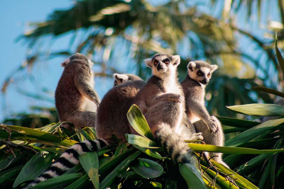 Madagascar Wildlife Adventure - Exodus Adventure Travels - Madagascar - Image 22