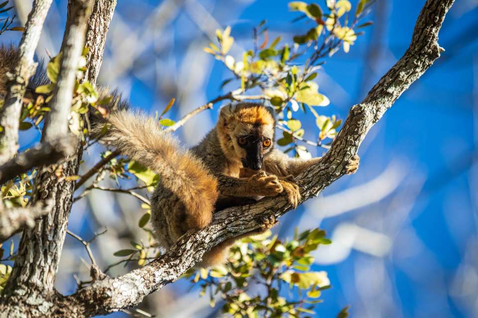 Madagascar Wildlife Adventure - Exodus Adventure Travels - Madagascar - Image 2
