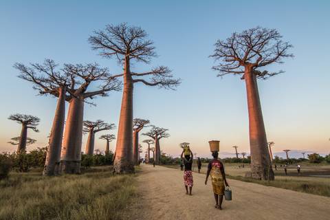 Africa Senior Travelers Tours: Madagascar Wildlife Adventure (2027)