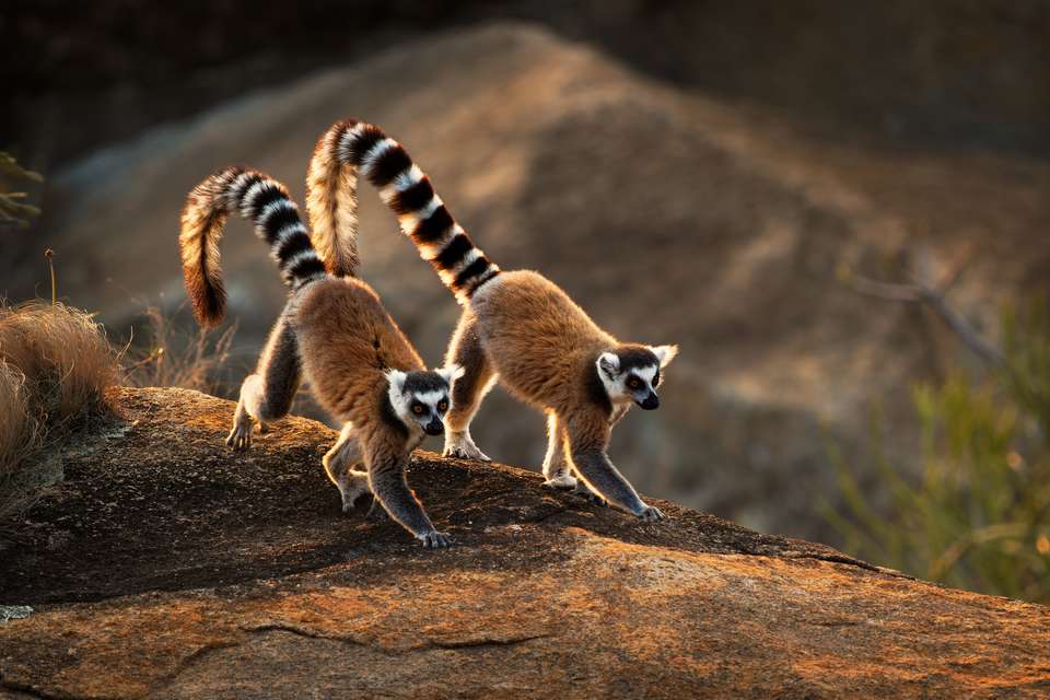Madagascar Wildlife Adventure (2027) - Exodus Adventure Travels - Madagascar - Image 17