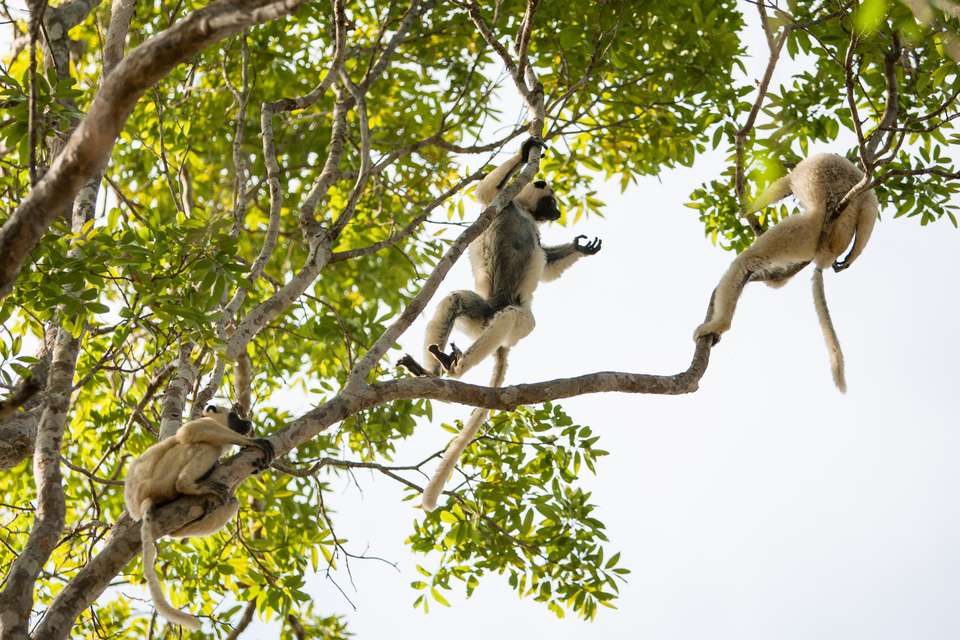 Madagascar Wildlife Adventure (2027) - Exodus Adventure Travels - Madagascar - Image 12