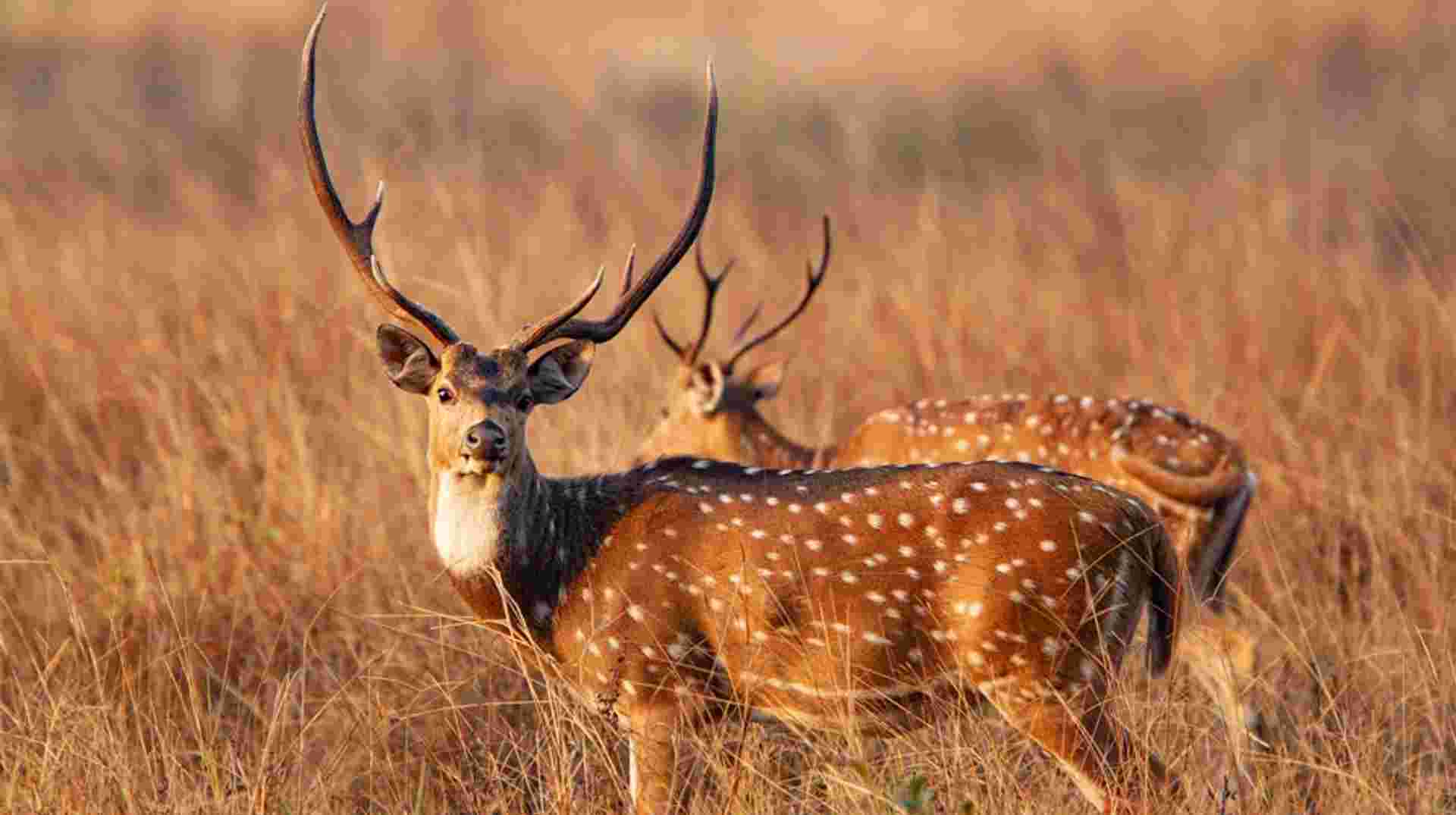 Madhya Pradesh Wildlife Tour
