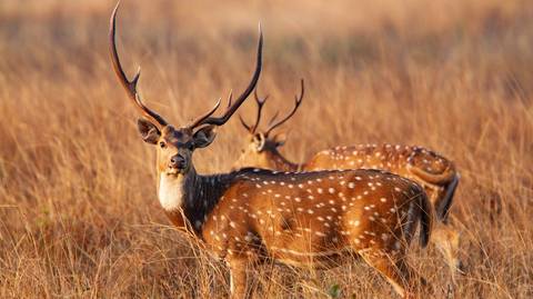 New Delhi Art And Architecture Tour: Madhya Pradesh Wildlife Tour