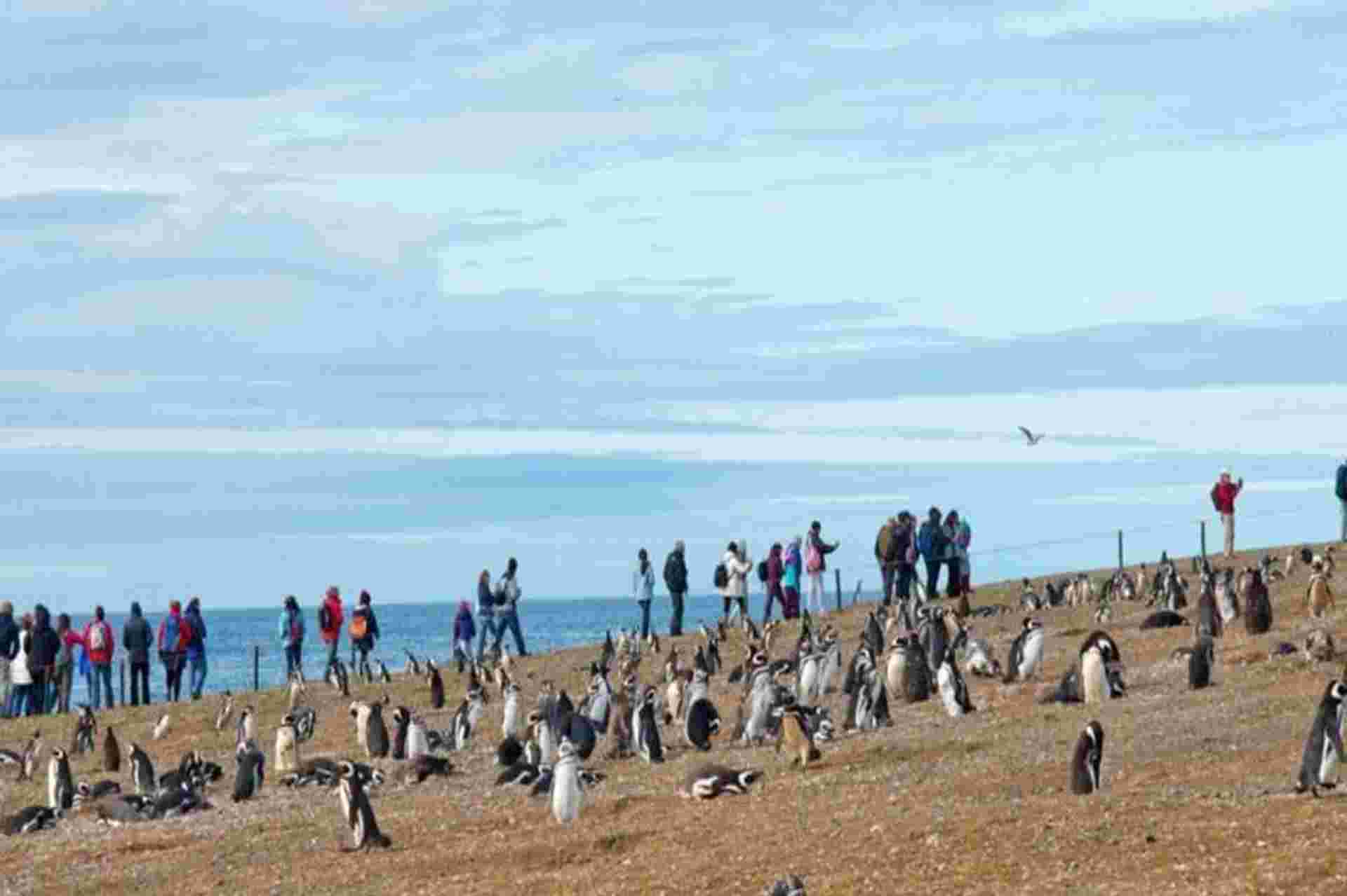 Magdalena Island Penguin Watching VIP Tour from Punta Arenas