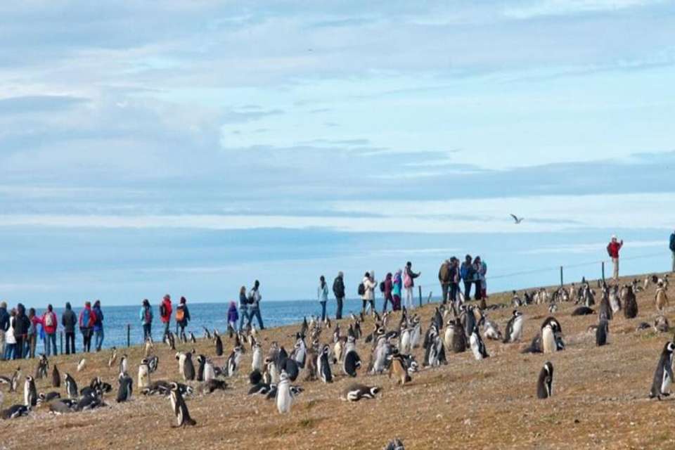 Magdalena Island Penguin Watching VIP Tour from Punta Arenas - Tangol Tours - Chile - Image 1