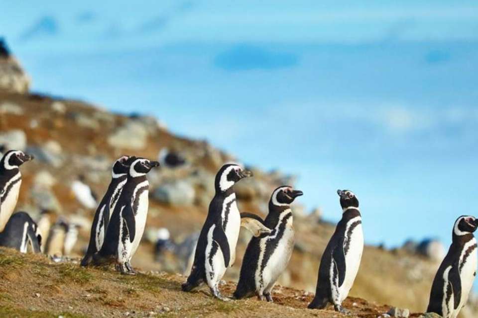 Magdalena Island Penguin Watching VIP Tour from Punta Arenas - Tangol Tours - Chile - Image 2