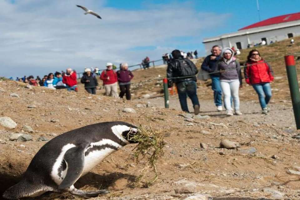 Magdalena Island Penguin Watching VIP Tour from Punta Arenas - Tangol Tours - Chile - Image 4