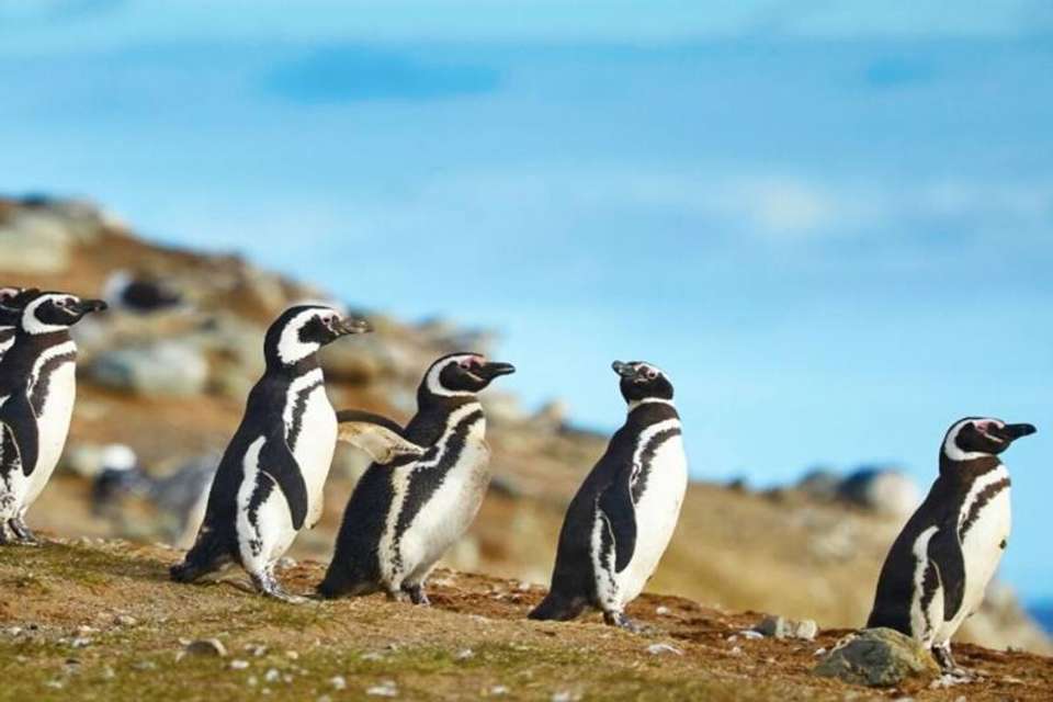 Magdalena Island Penguin Watching VIP Tour from Punta Arenas - Tangol Tours - Chile - Image 6