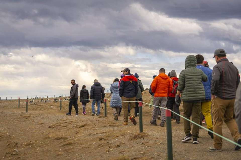 Magdalena Island Penguin Watching VIP Tour from Punta Arenas - Tangol Tours - Chile - Image 7