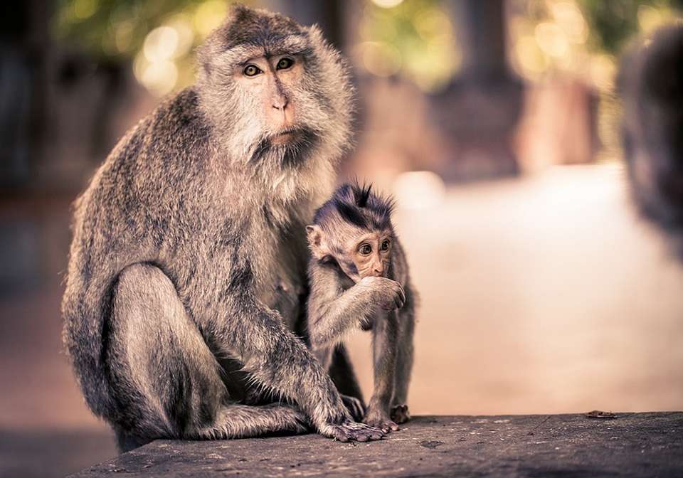 Magic of Bali And Ubud - Indus Travels - Indonesia - Image 3