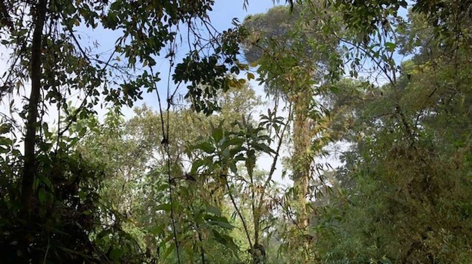 Magical Cloud Forest Tour - Gulliver Expeditions - Ecuador - Image 4